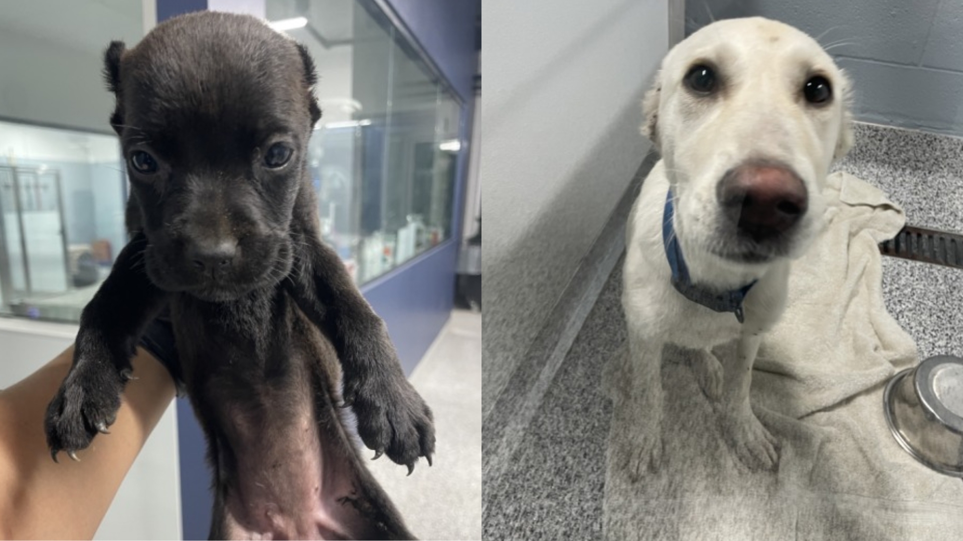 Texas man arrested for cruelty after 10 dogs rescued in DeSoto | wfaa.com