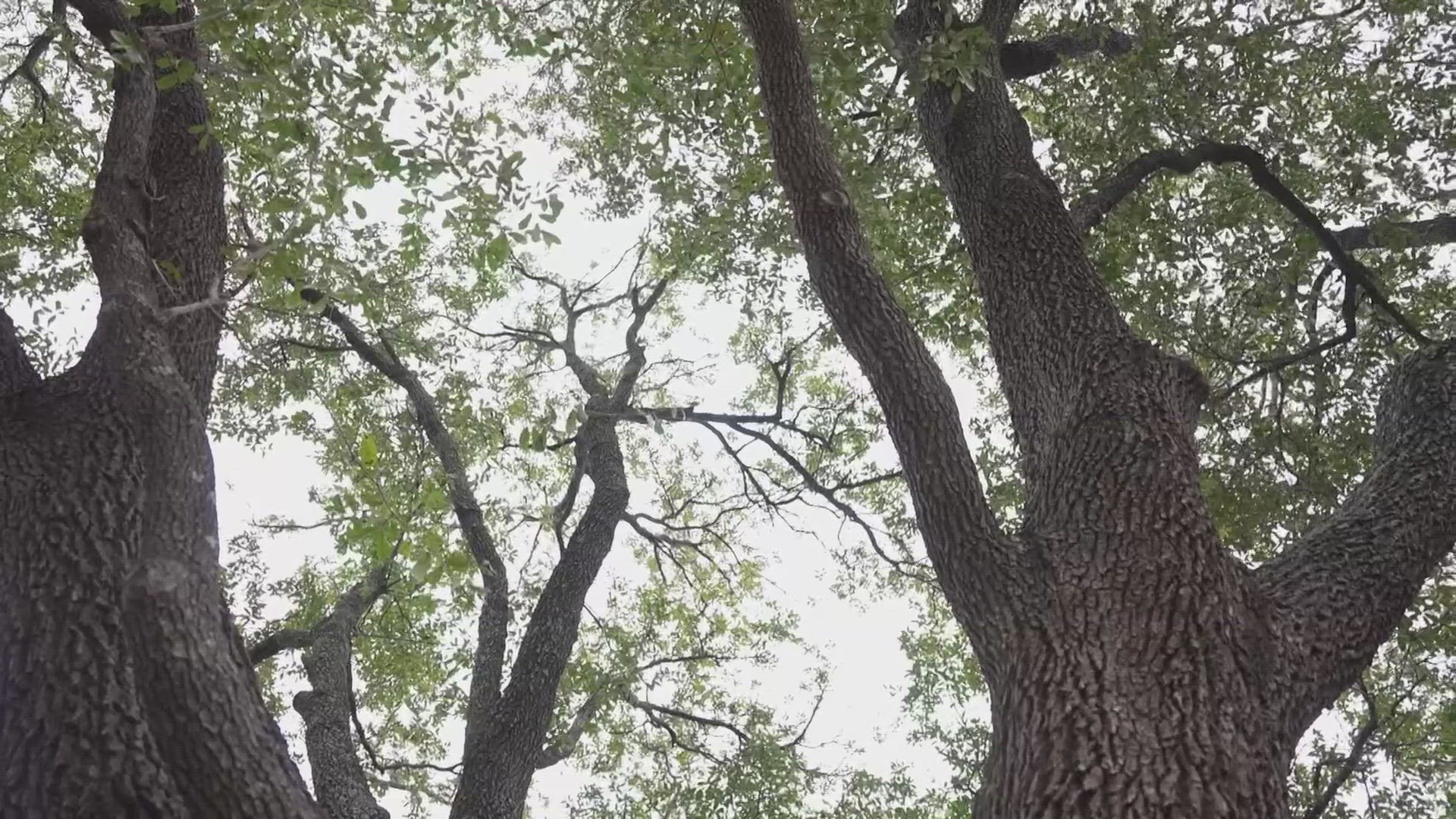 Oak wilt, a devastating fungus, has taken out more than 1 million oak trees across Texas.