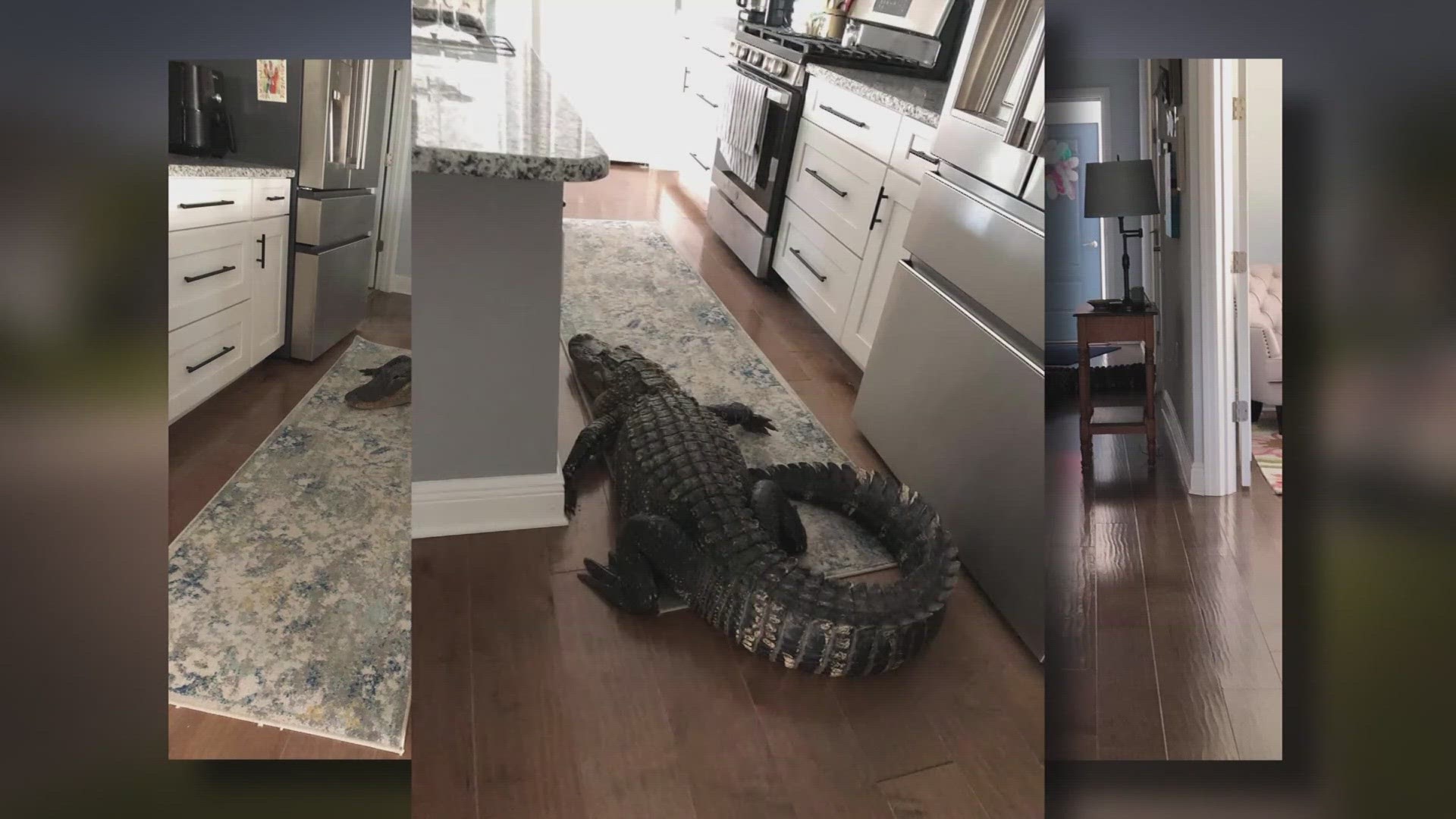 "My house was in his way so I can't be upset at an alligator for that," the homeowner said.