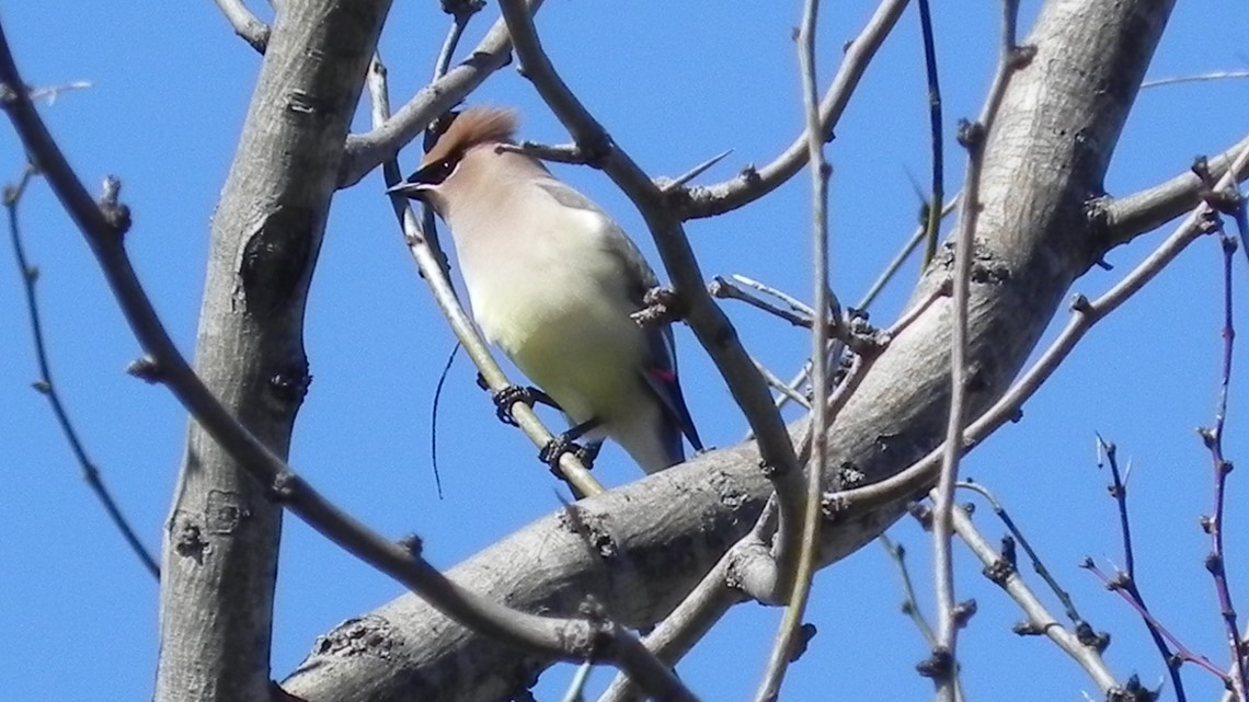 cedar wax wings texas