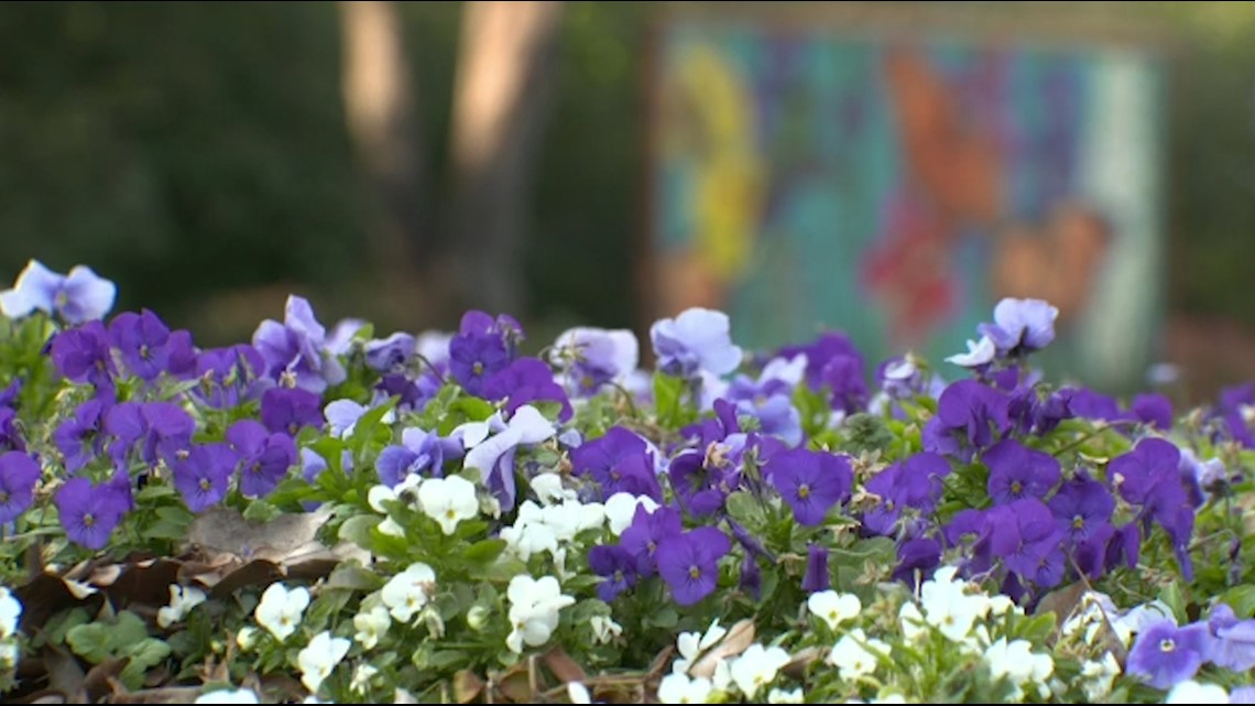 Fort Worth Botanic Garden seeking input on overhaul of design
