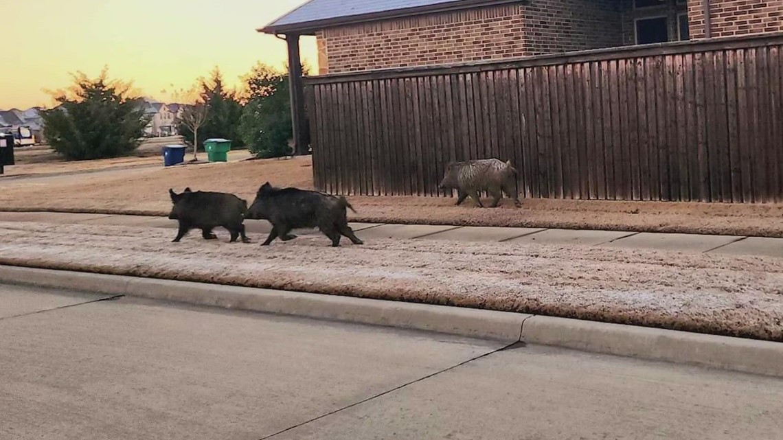 McKinney, Texas Feral hogs in neighborhoods