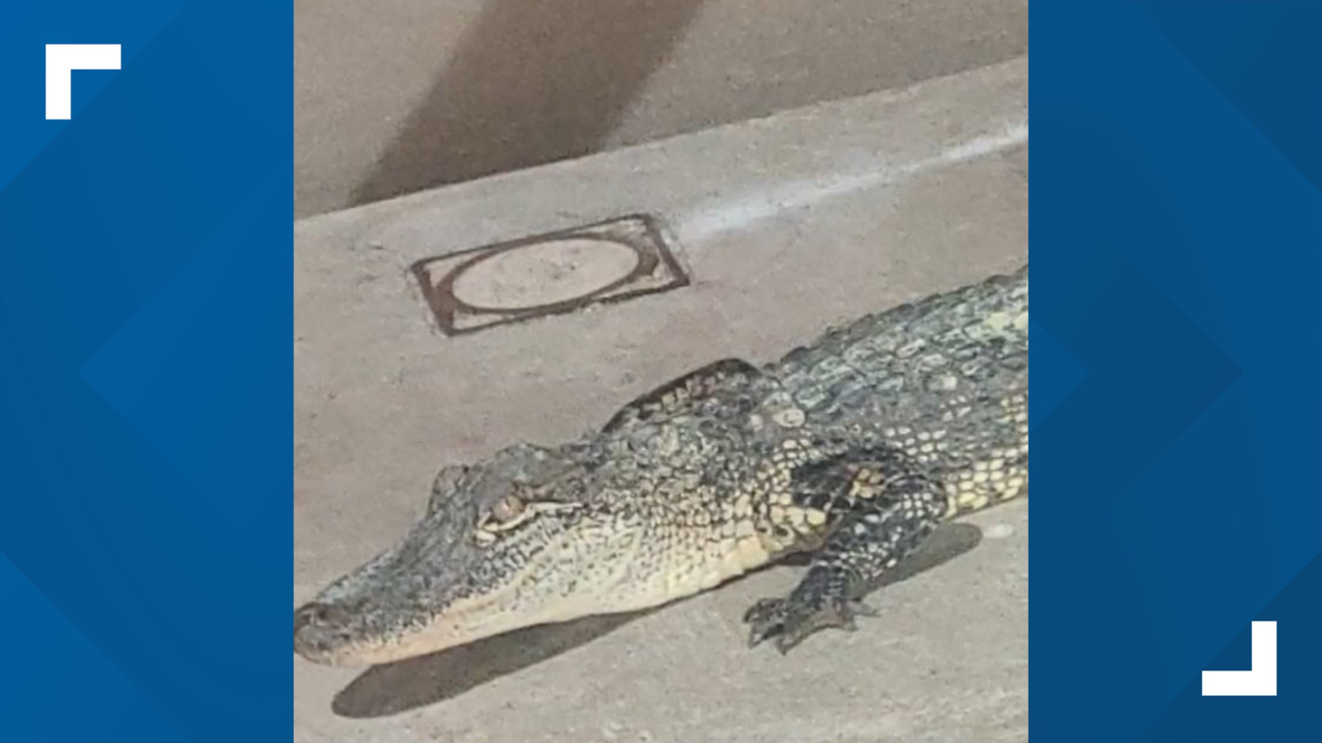 Alligator Relocated After Being Found Outside Of Texas Bank 1949