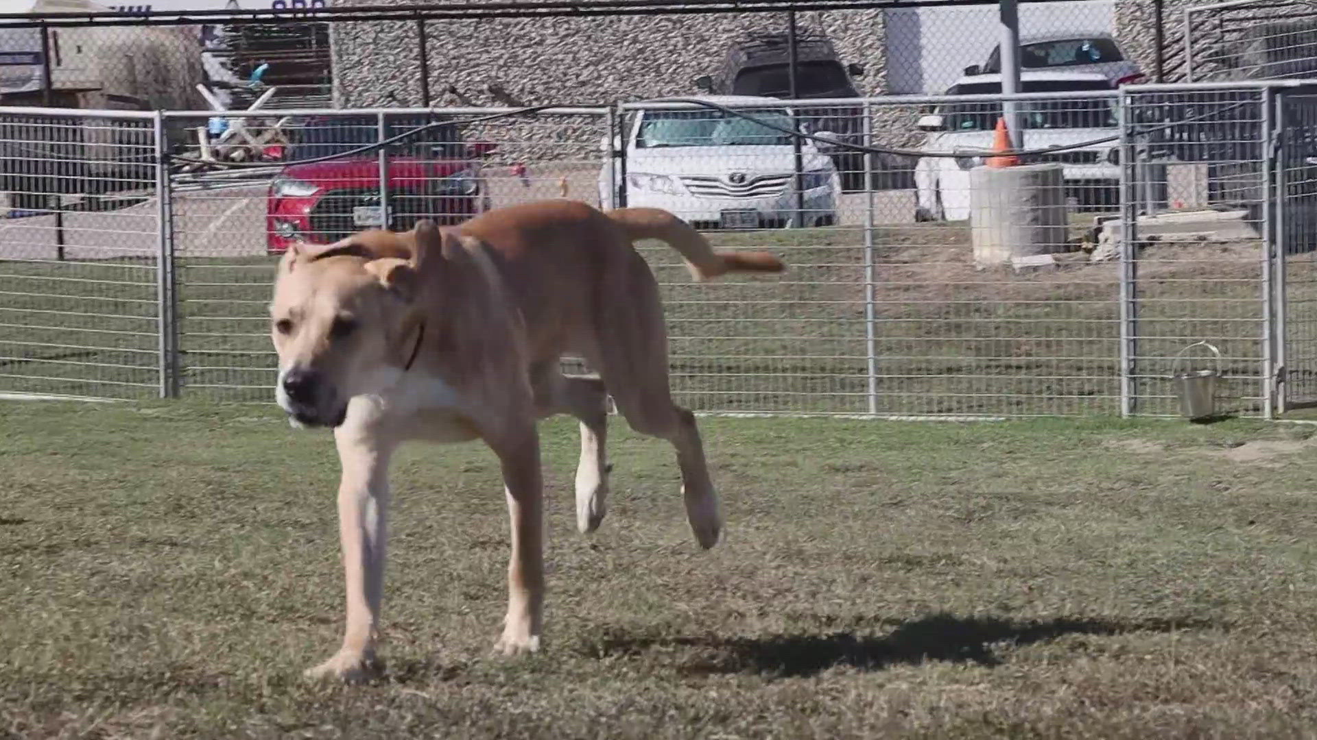 Chex is available for adoption through the SPCA of Texas.