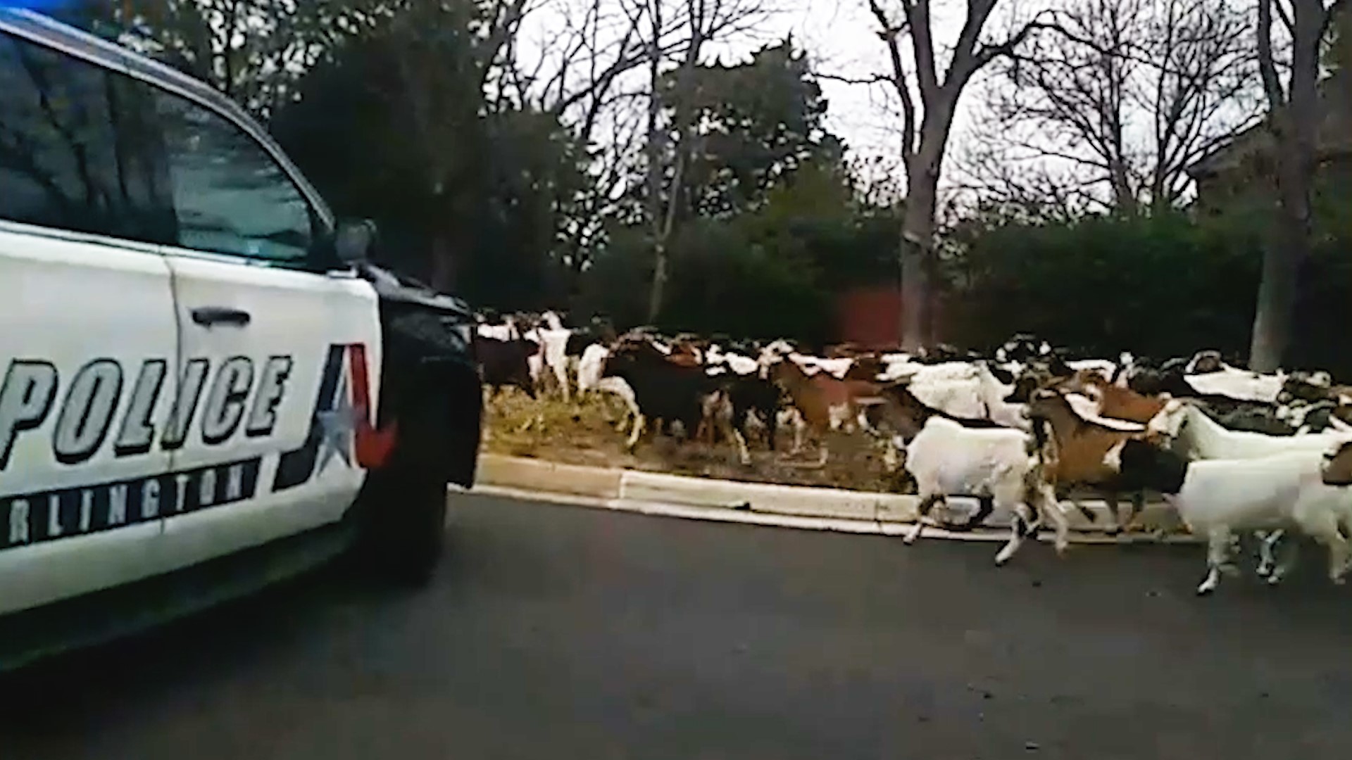 On Tuesday, Arlington police were notified that some goats escaped their enclosure and were wandering through a neighborhood.
