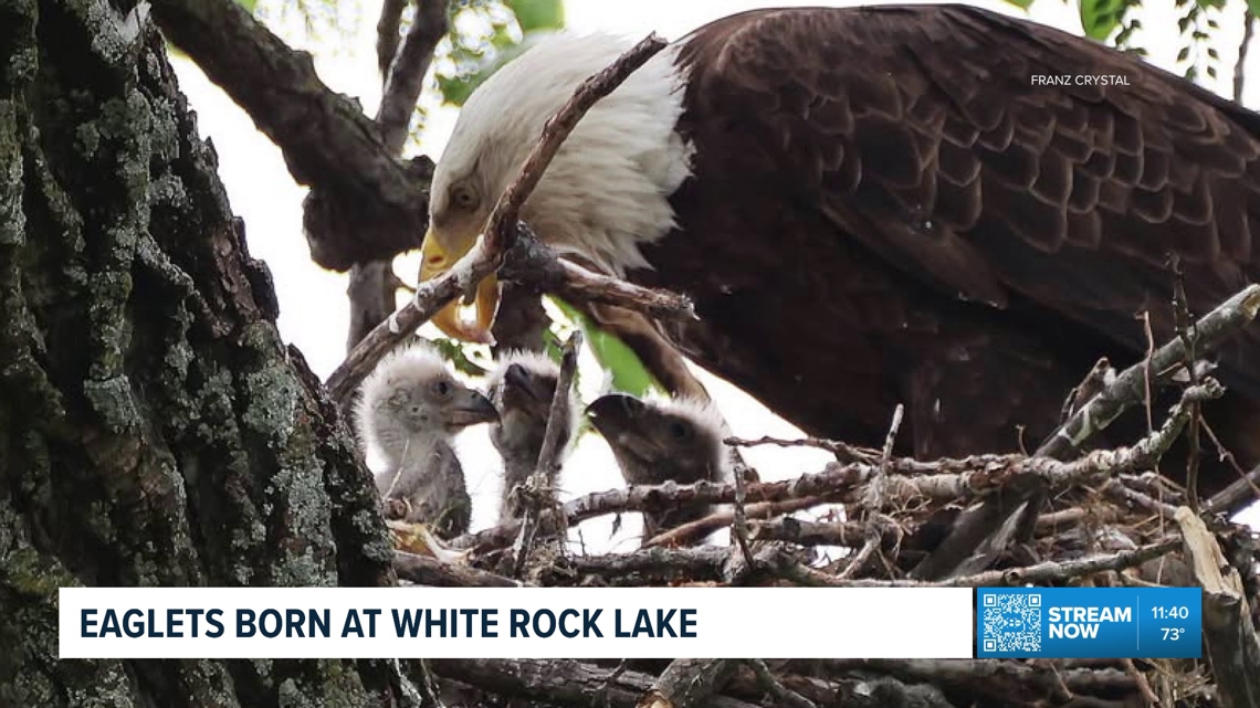 ​As the beloved eaglets learn to fly, Dallas Parks and Recreation has placed signs near the nest asking visitors to keep dogs on leashes and to keep noise levels low