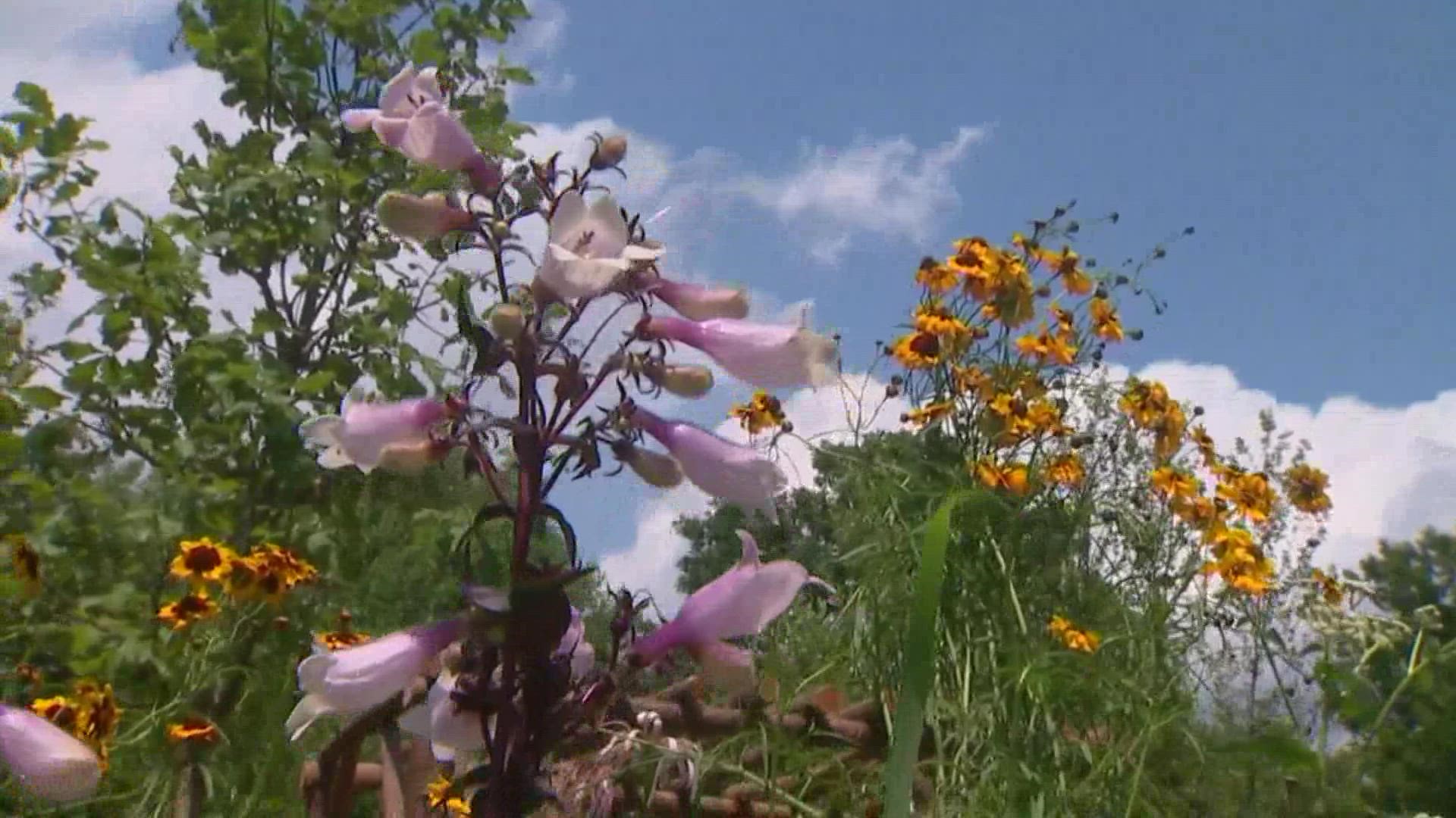 A Philadelphia gardener shares advice on how you can great a backyard that'll better help the environment.