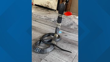 'Dangerous,' venomous snake on the loose in Grand Prairie, officials warn