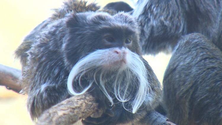 Man arrested in Dallas Zoo monkey thefts indicted on felony burglary charges