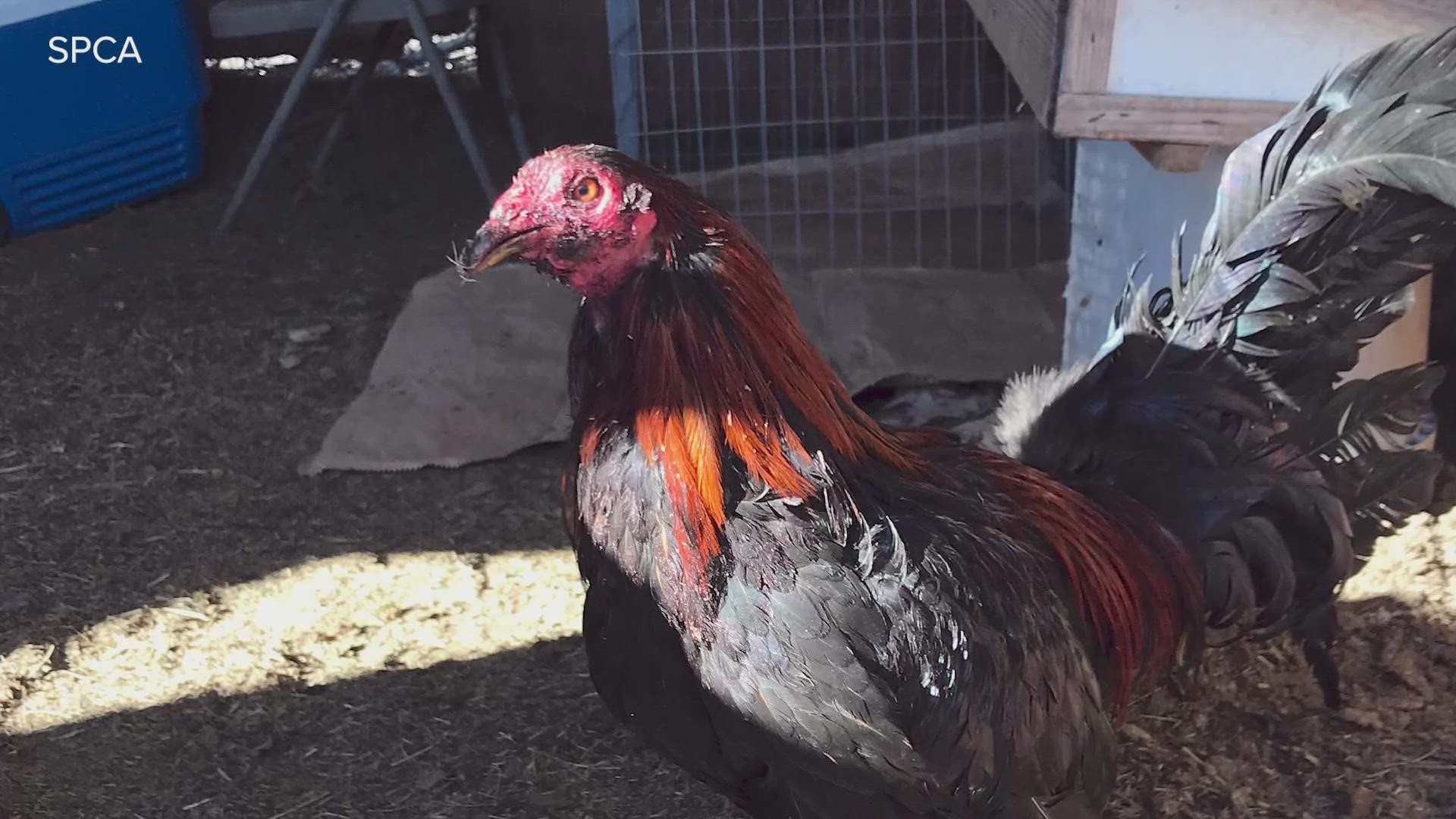 According to the SPCA of Texas, the organization took custody of 123 roosters, eight hens and two deceased roosters.