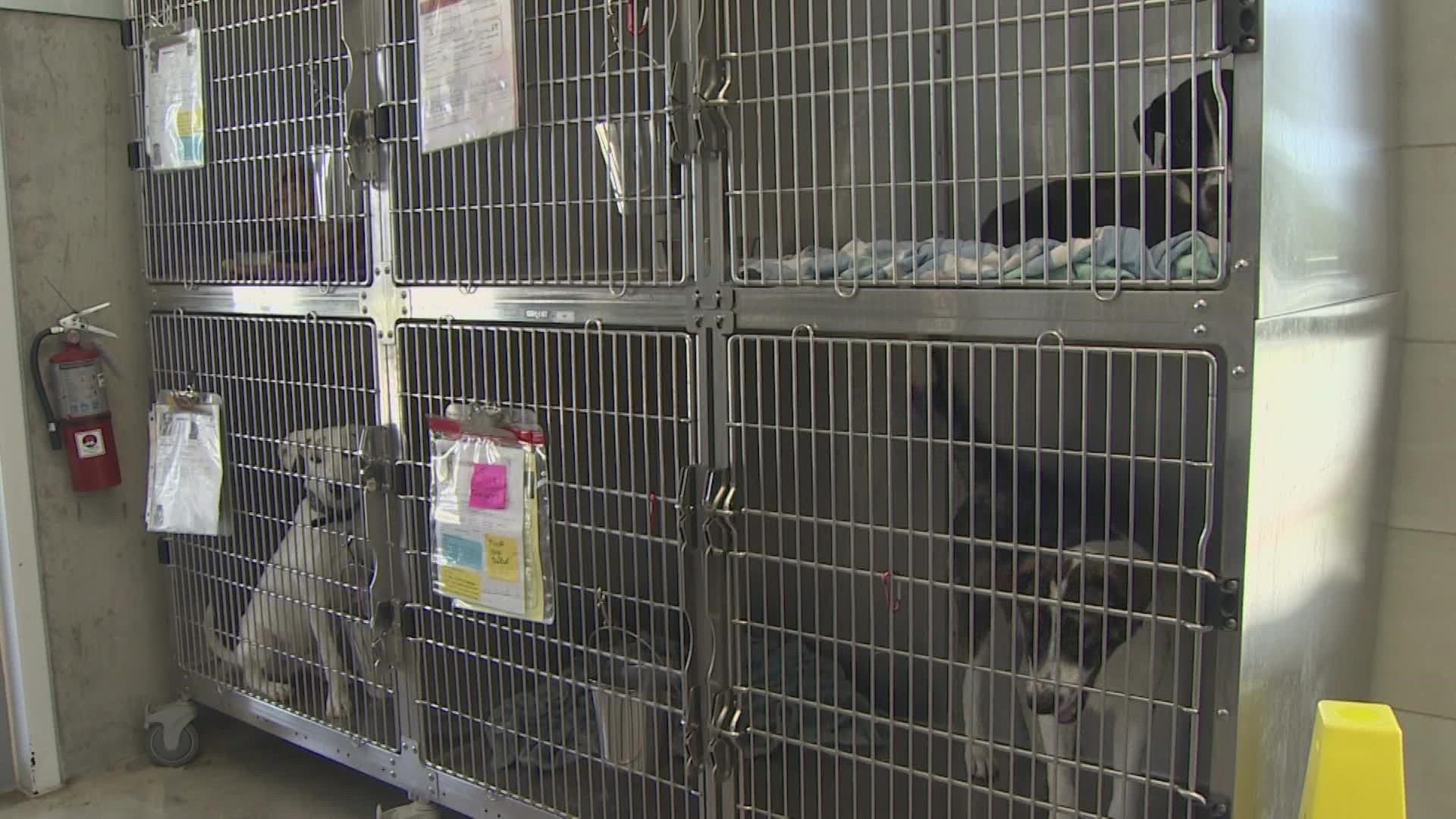 "We're doing everything it can we can to get these animals out of the shelter alive," said Brandon Bennett, the Fort Worth code compliance director