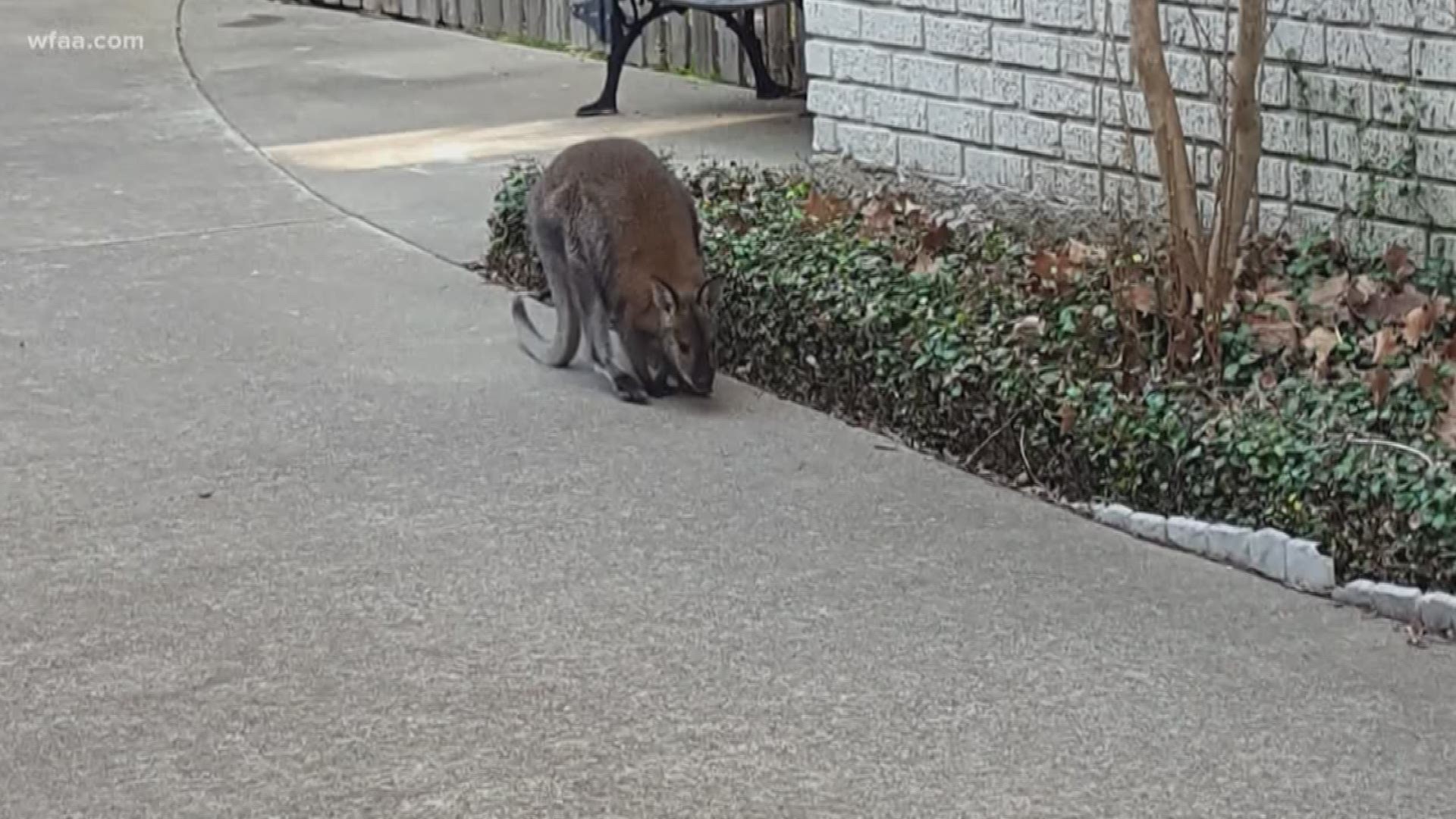 The wallaby, which evidently escaped from its owner through a fence, was seen hopping through the Lakewood area Wednesday morning.