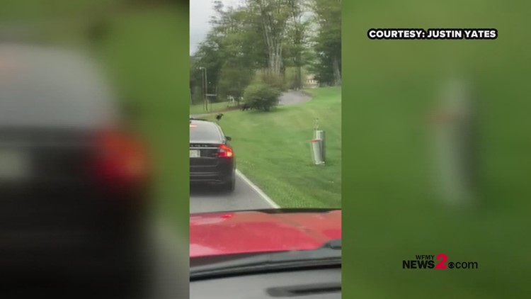Adorbs Alert Baby Bears Cross Road With Mama Bear In Nc Mountains