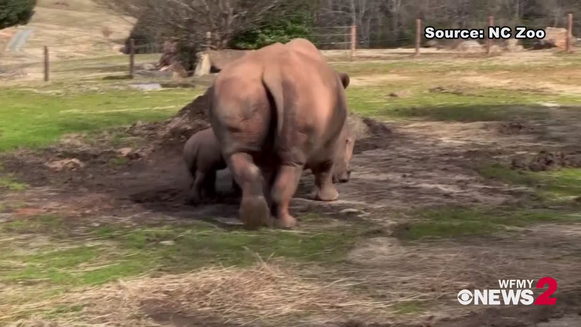Adorable! NC Zoo baby rhino discovers puddles for the first time!