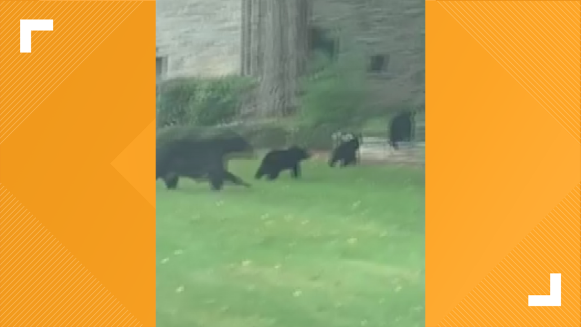 Adorbs Alert Baby Bears Cross Road With Mama Bear In Nc Mountains