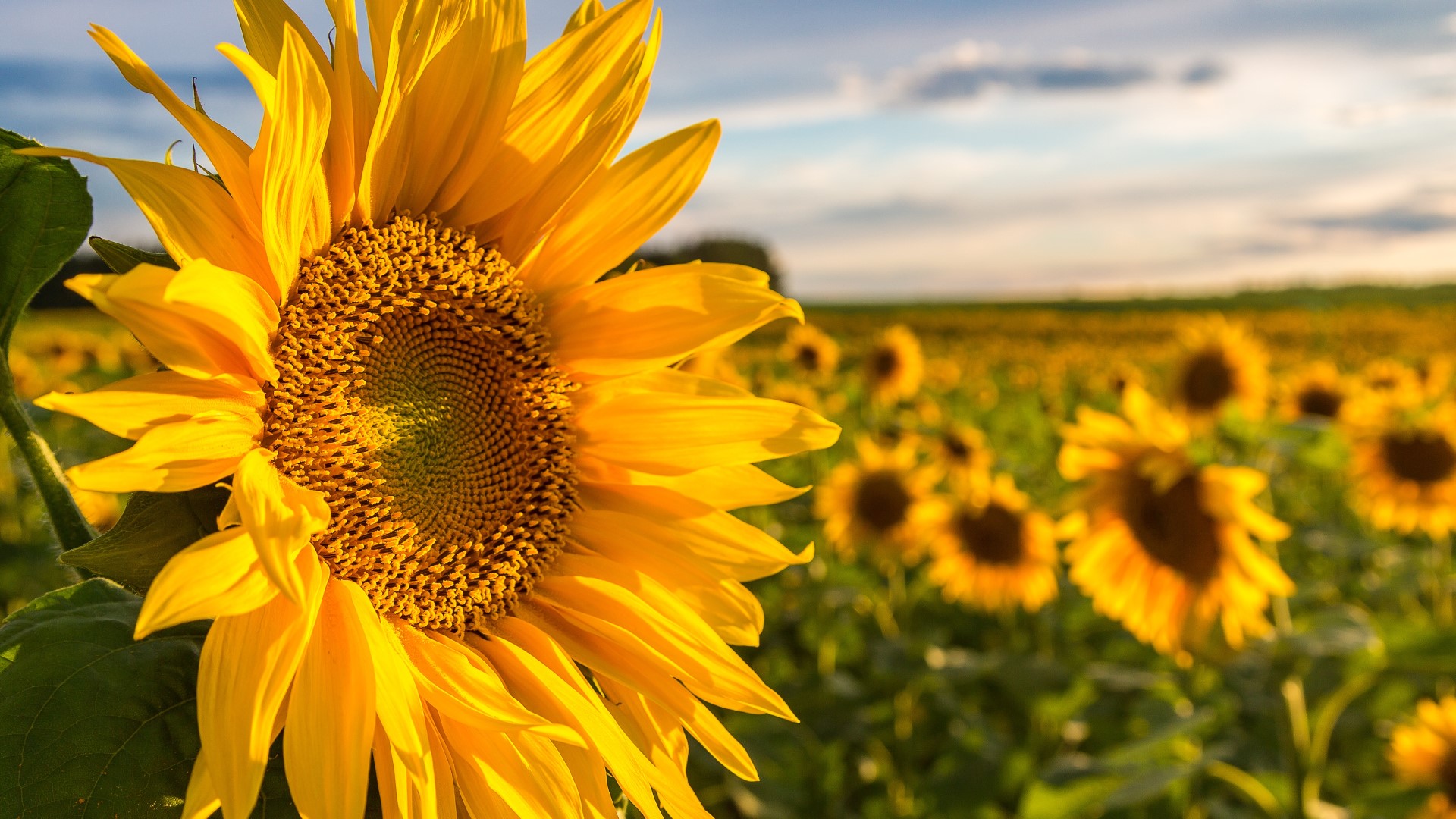 Farmer surprises wife with 80 acres of sunflowers for their 50th