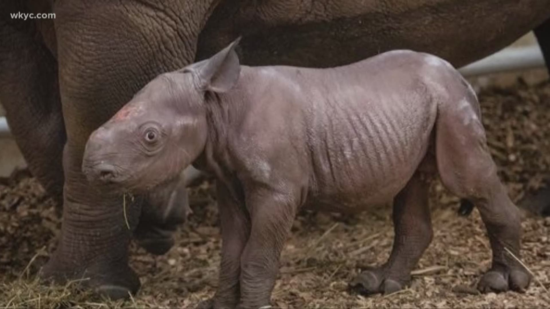 Cleveland Metroparks Zoo welcomes baby