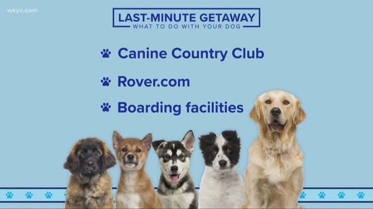 cheap puppies for adoption