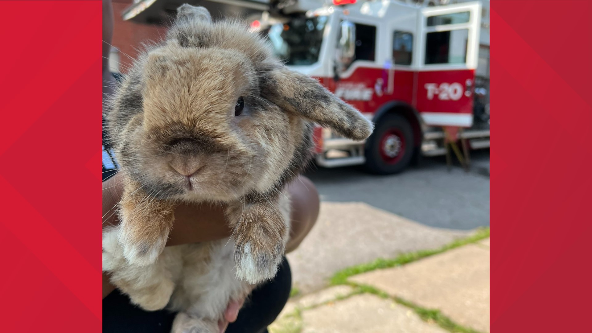 Two adults and one child were safety evacuated from the house along with the bunny named 'Van Gogh.' No injuries were reported.