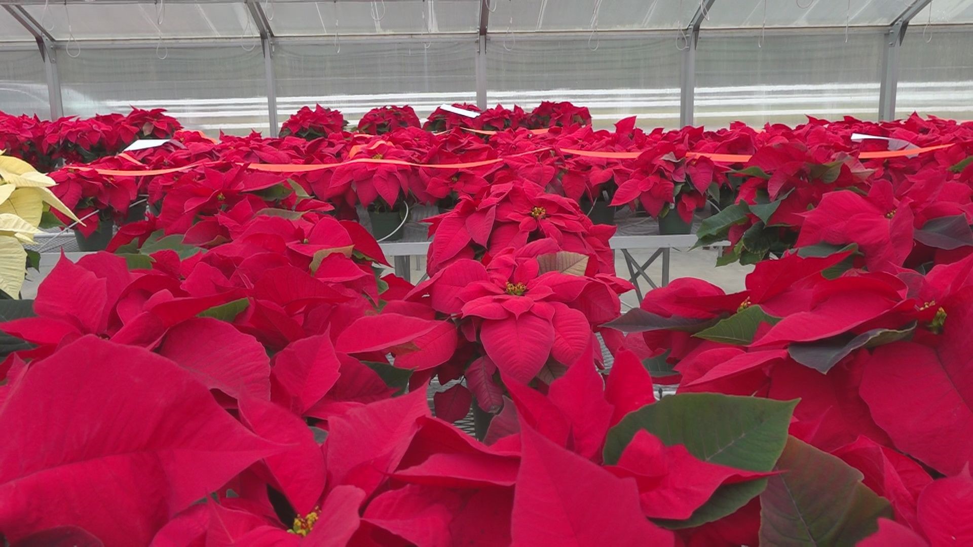 Students raise poinsettias to sell for the holidays