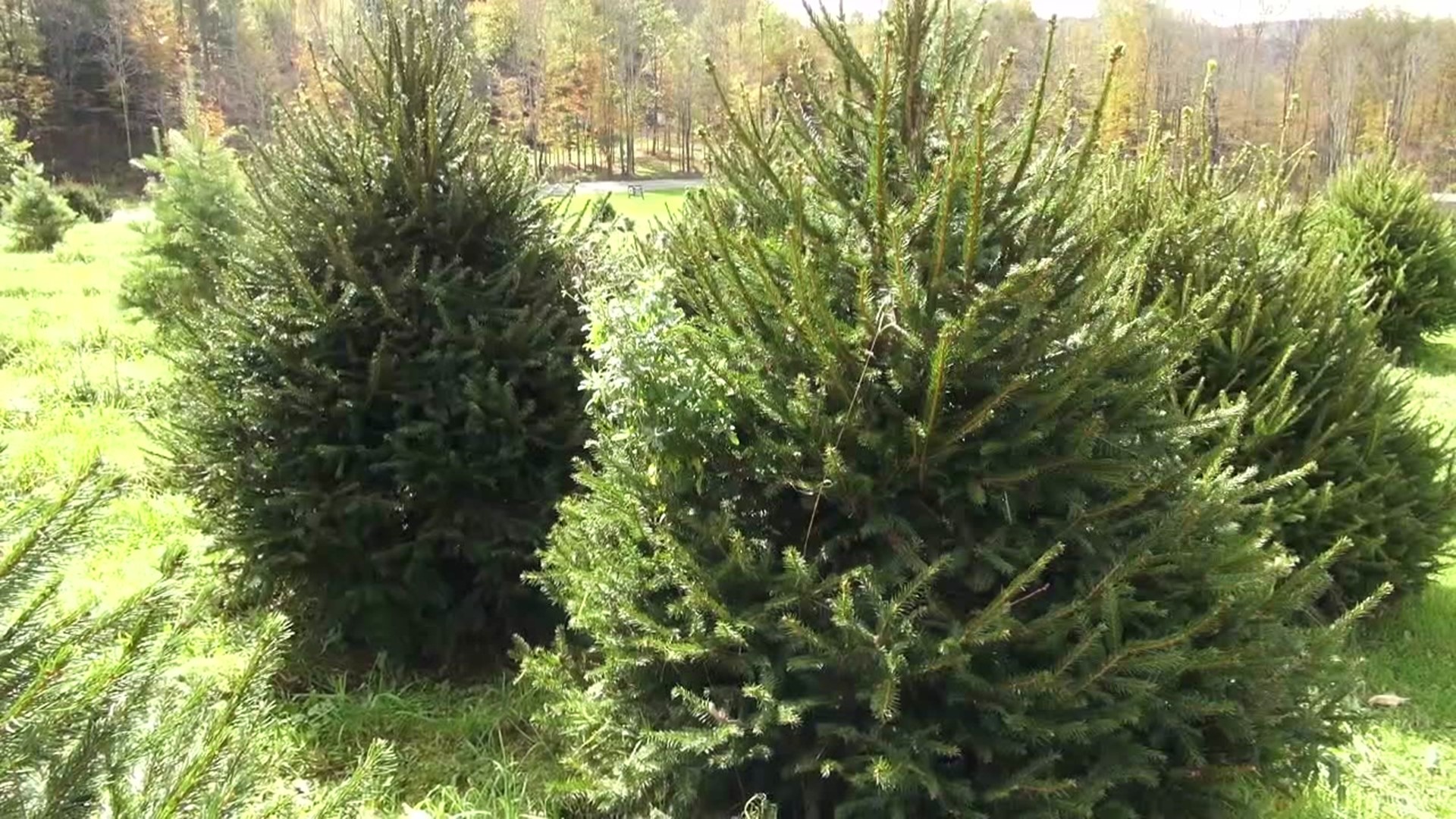 Newswatch 16's Ally Gallo talked to a Christmas tree farmer in Wayne County who says there are several reasons for the shortage