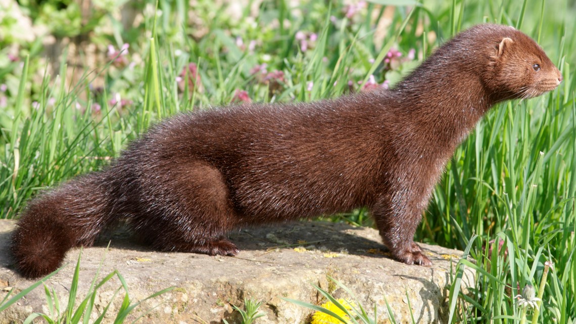 Thousands of minks released from Pennsylvania fur farm