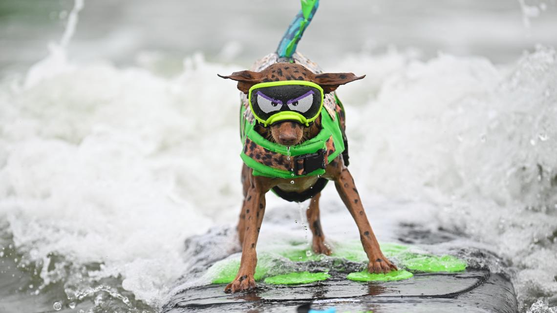 Who’s the top dog? Wave-riding canines compete in the World Dog Surfing Championships