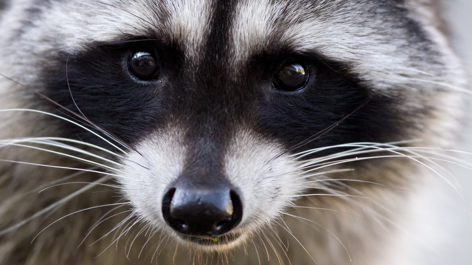 A raccoon came upon guests waiting in line for the SooperDooperLooper roller coaster at Hersheypark, attacking at least two people before scurrying off.
