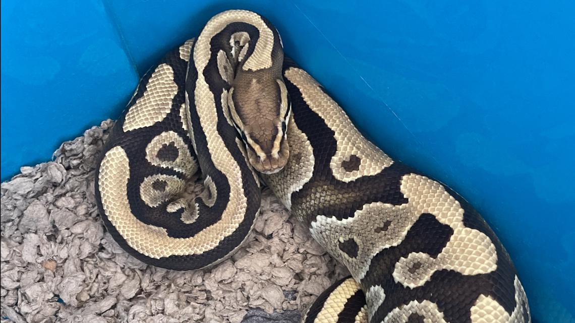 20+ ball pythons found in a St. Augustine neighborhood in July | wfaa.com