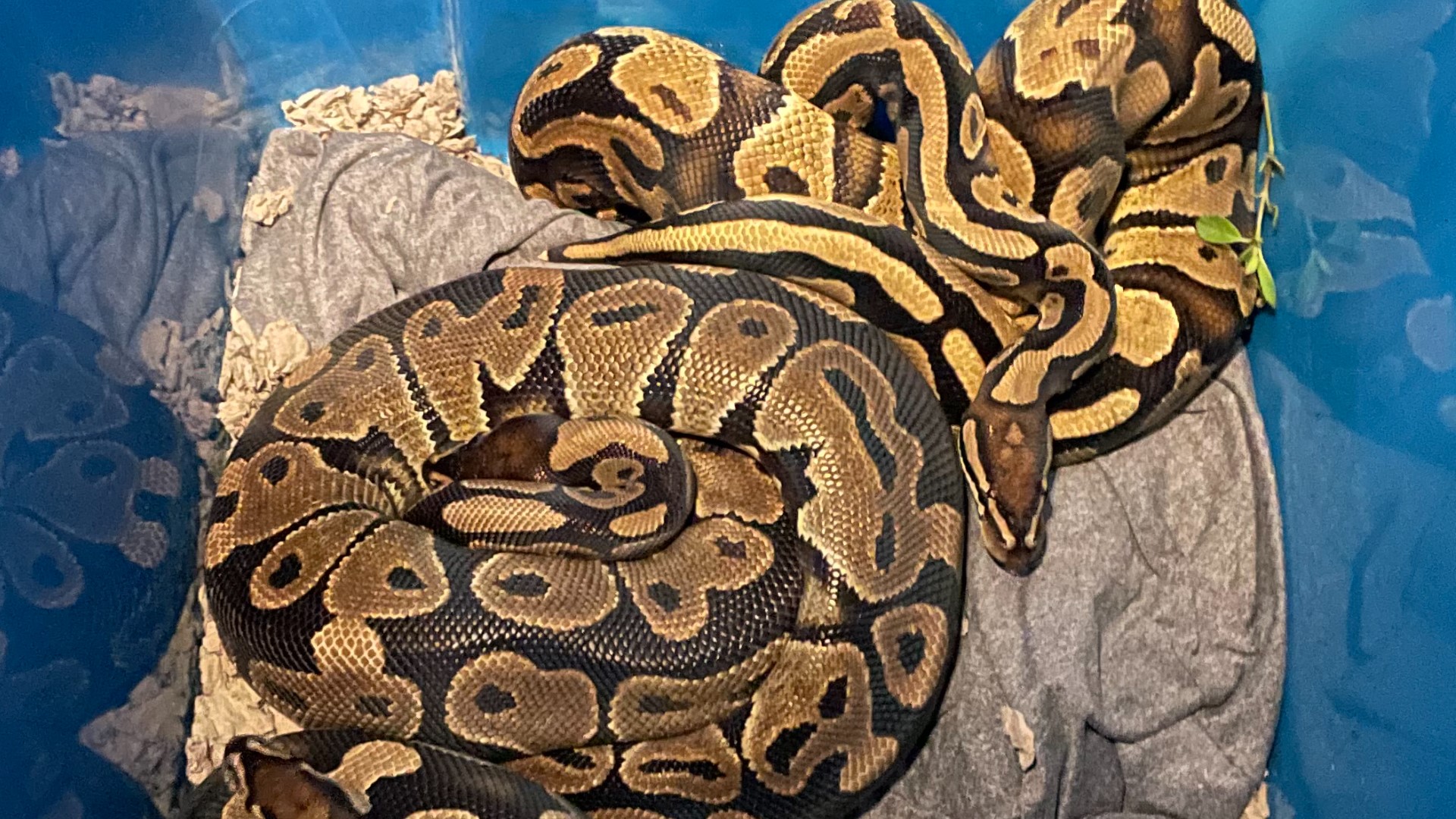 20+ ball pythons found in a St. Augustine neighborhood in July | wfaa.com