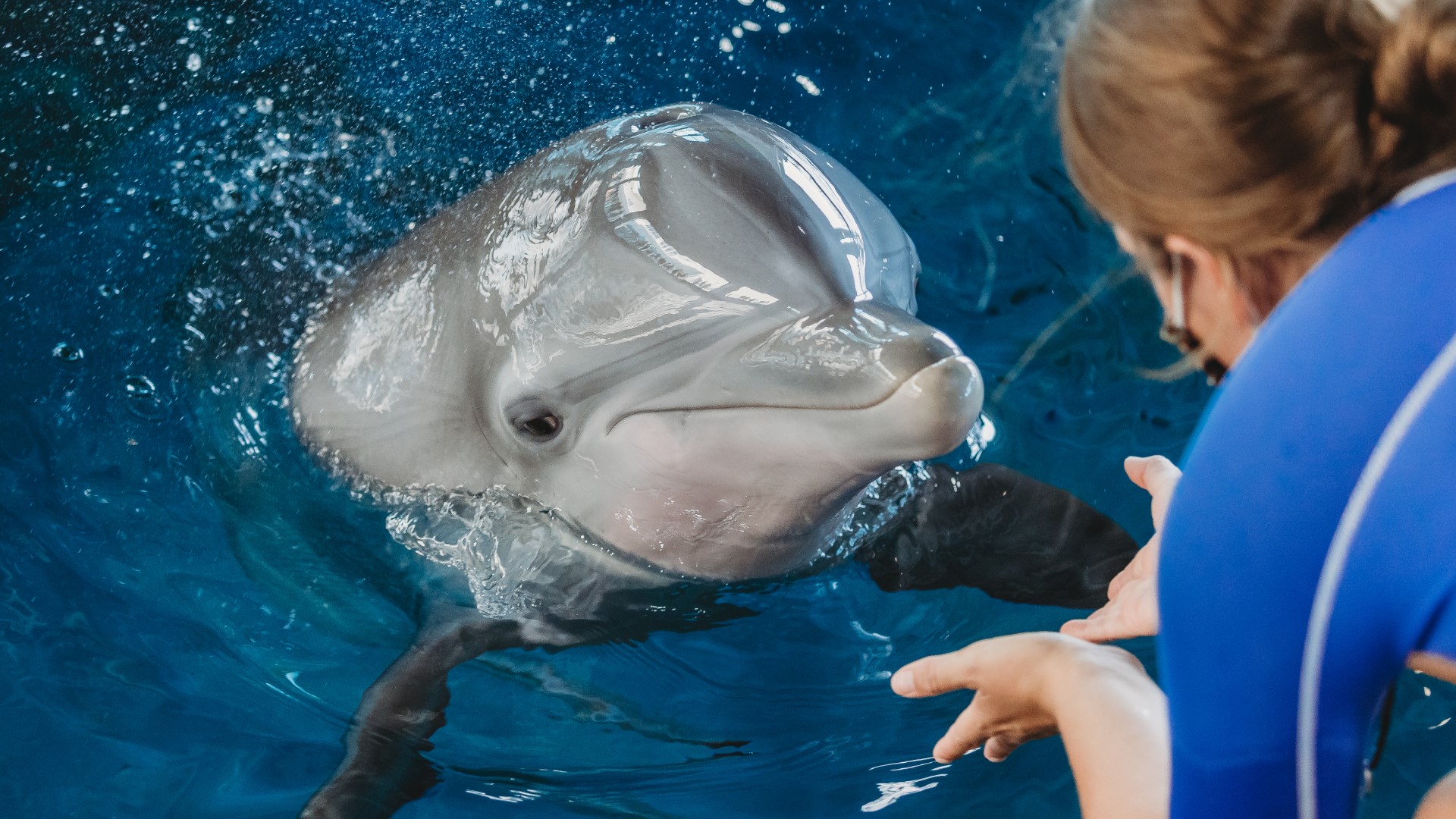 The last time Nicholas the Dolphin made a prediction for the World Cup, he was correct.