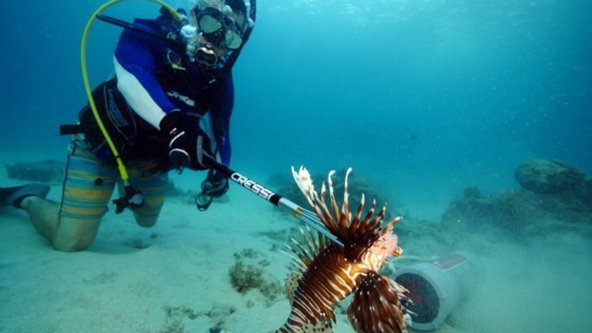 Texas Parks and Wildlife lionfish hunting diving trips | wfaa.com