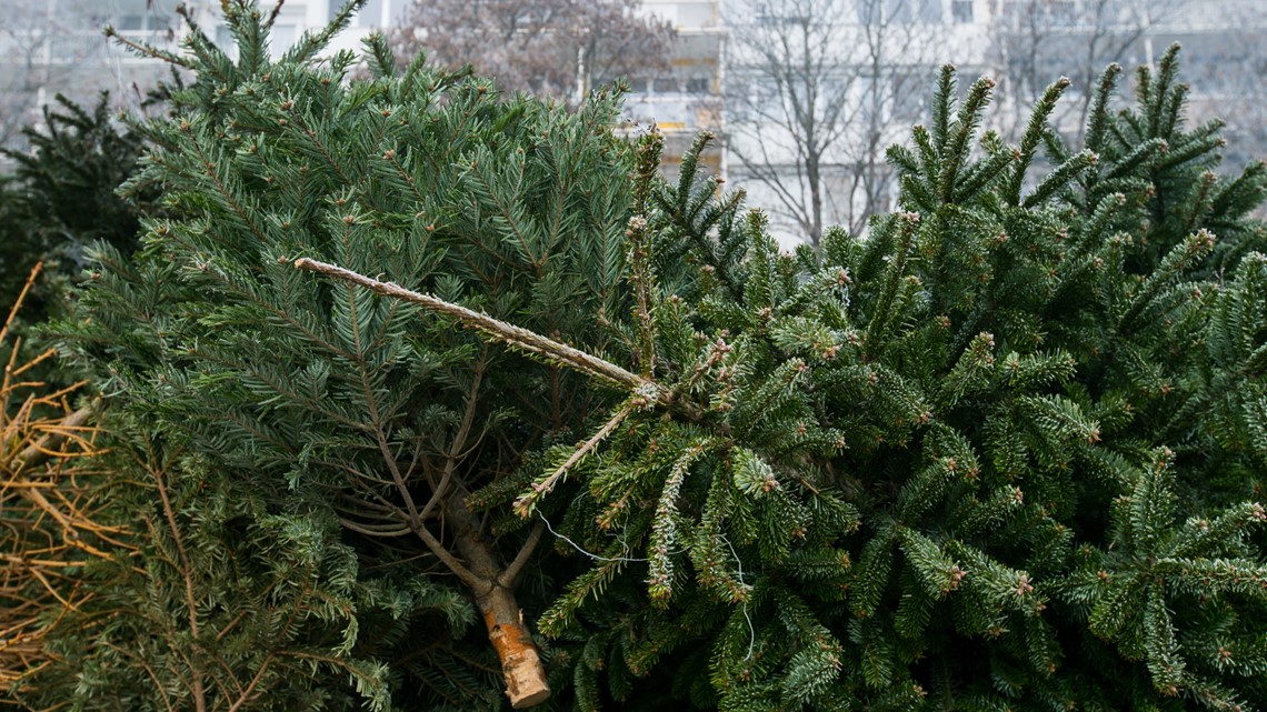 DFW: Where you can recycle your Christmas tree in North Texas | wfaa.com
