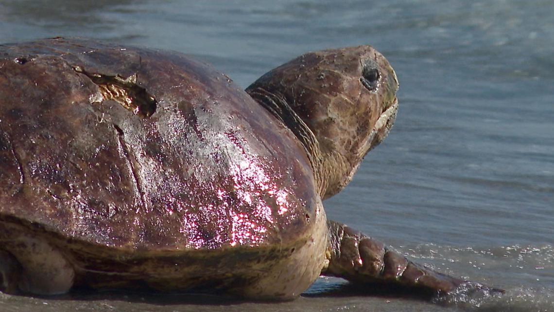 Sea turtle released back into ocean after rehabilitating in South ...