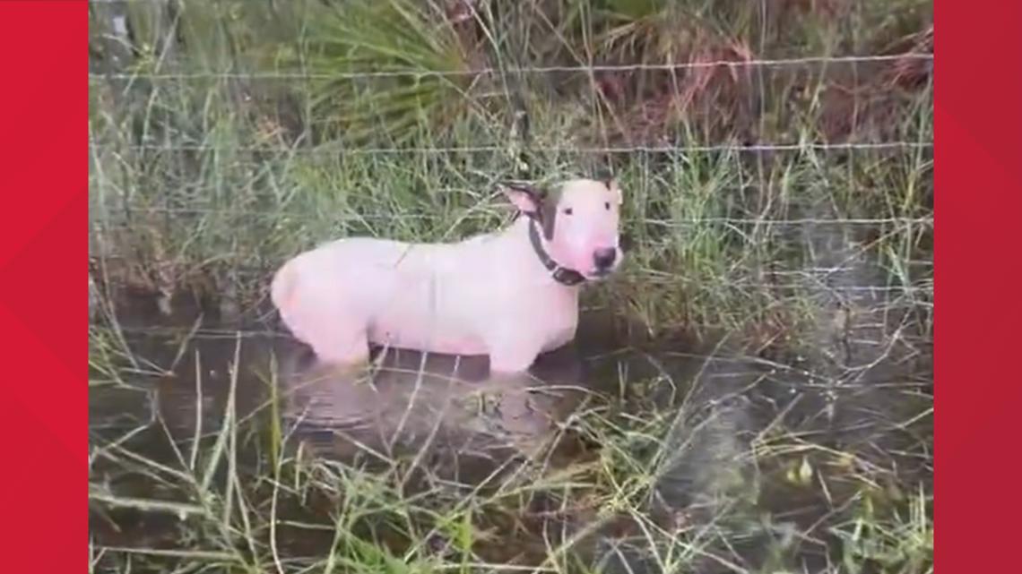 Dog left tied to Florida highway fence in hurricane flood waters | wfaa.com