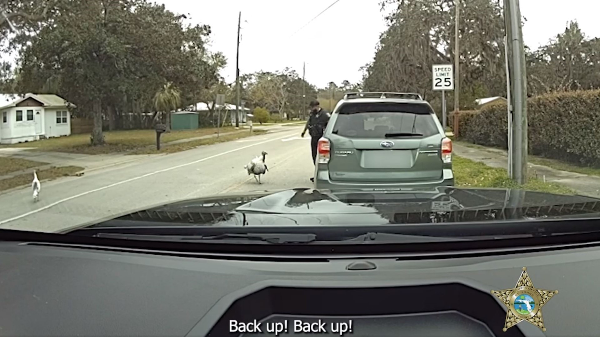 Florida deputy fends off turkeys during a routine traffic stop