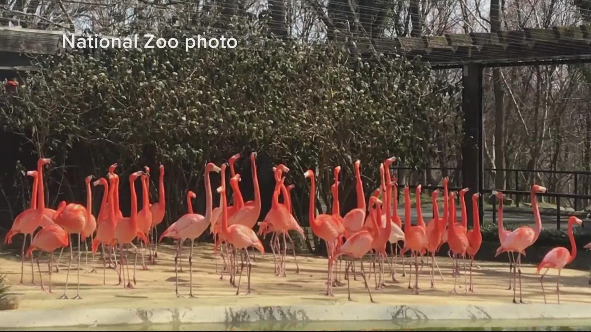 Keepers at the Smithsonian National Zoo have taken immediate action to try to catch the fox and keep other flamingos safe.