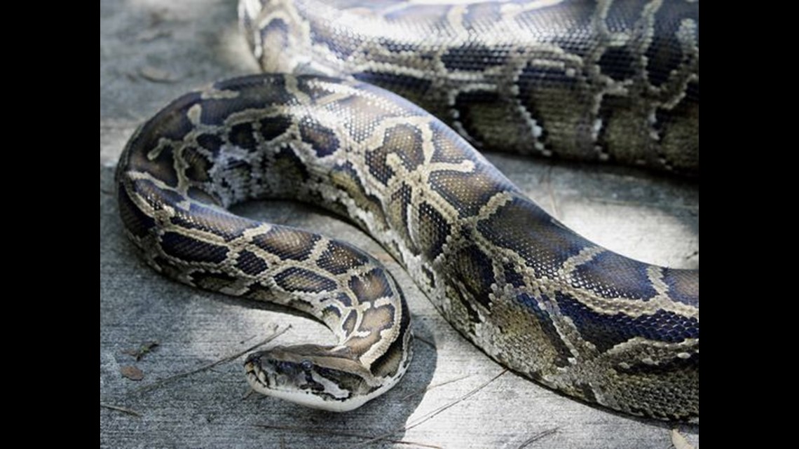 Surprise find: Florida python ate 3 deer | wfaa.com