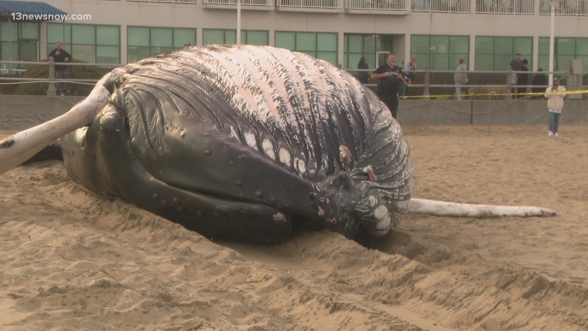 Whale found at Virginia Beach's Oceanfront | wfaa.com