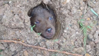 Dog found buried alive on Georgia trail