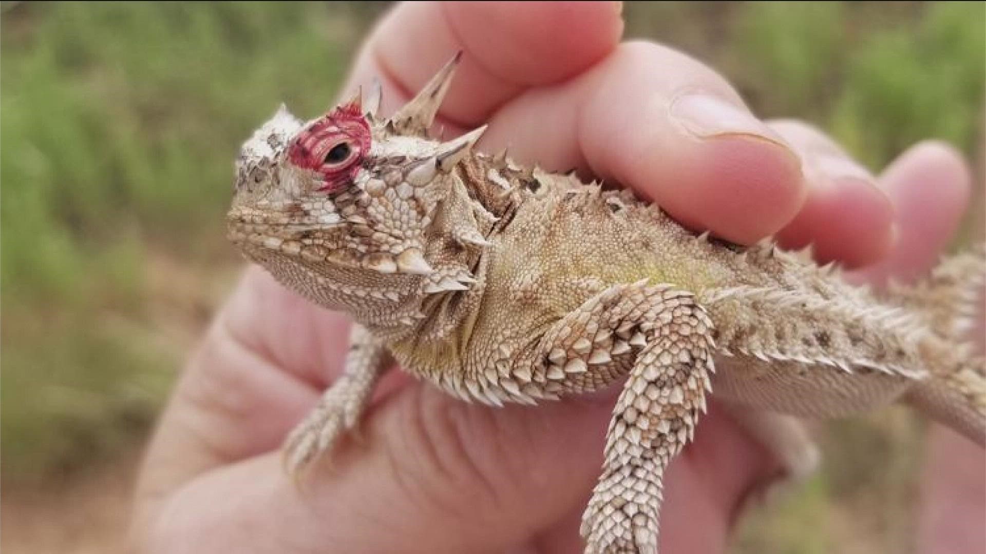 The horned frog is actually a lizard and an endangered species.