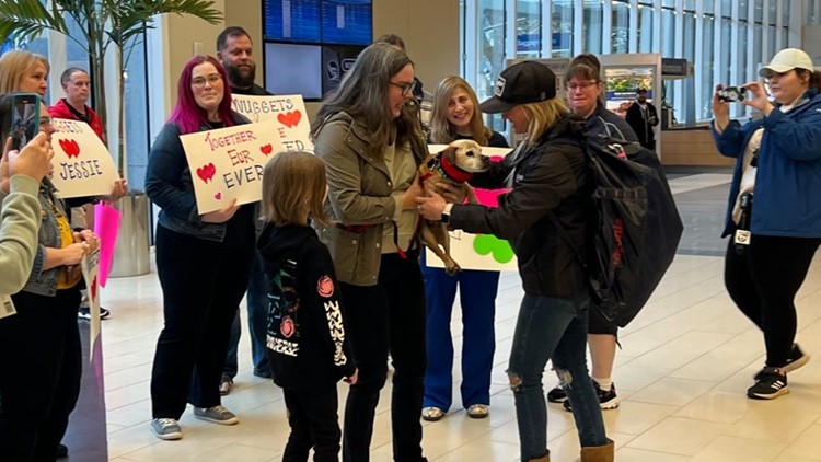 Just 2 days after being found across the country, dog missing for 7 years reunited with family