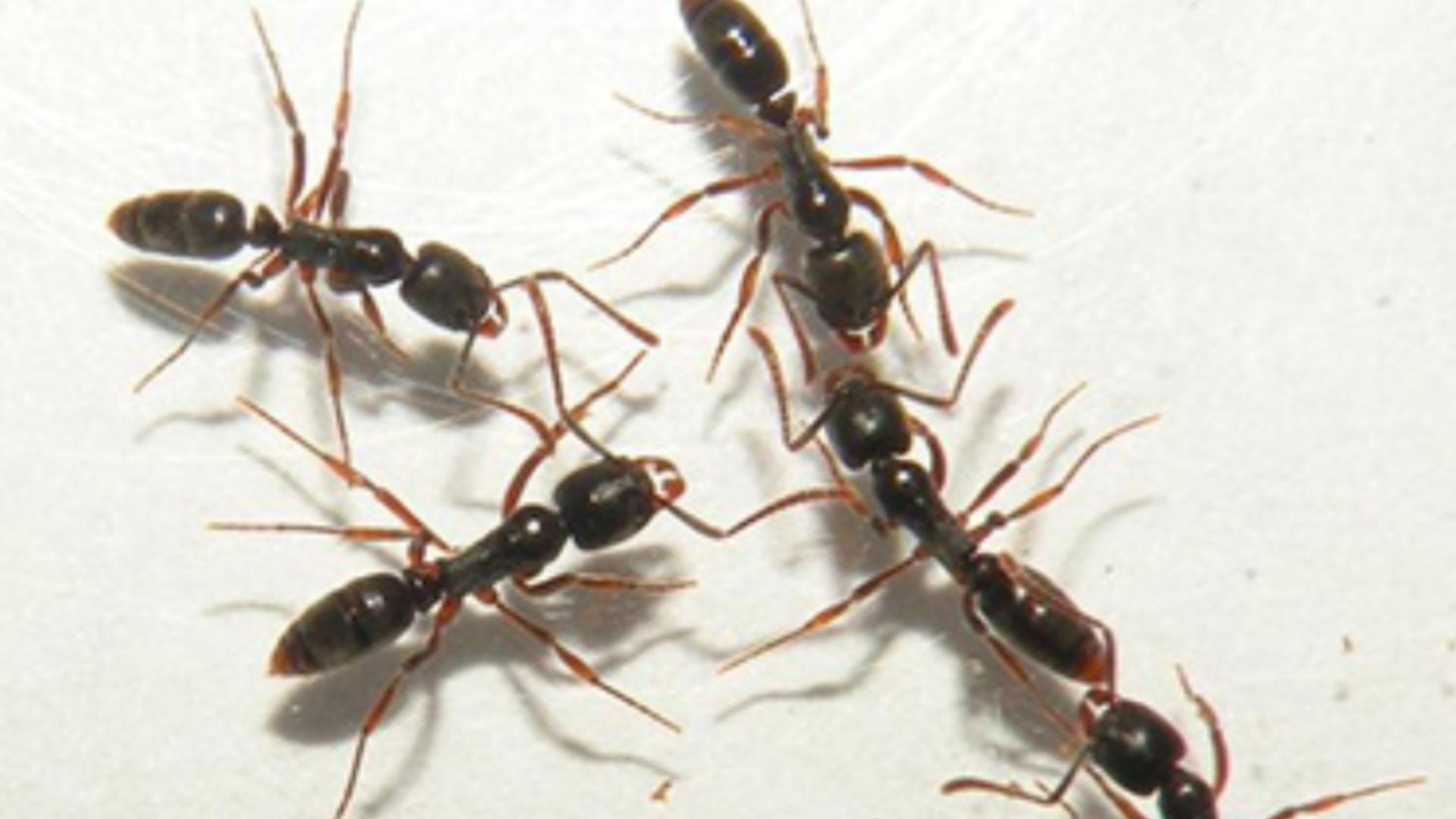 Stings from Asian needle ants can lead to anaphylaxis.