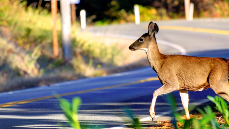 Study: Permanent daylight saving time would reduce deer-related crashes