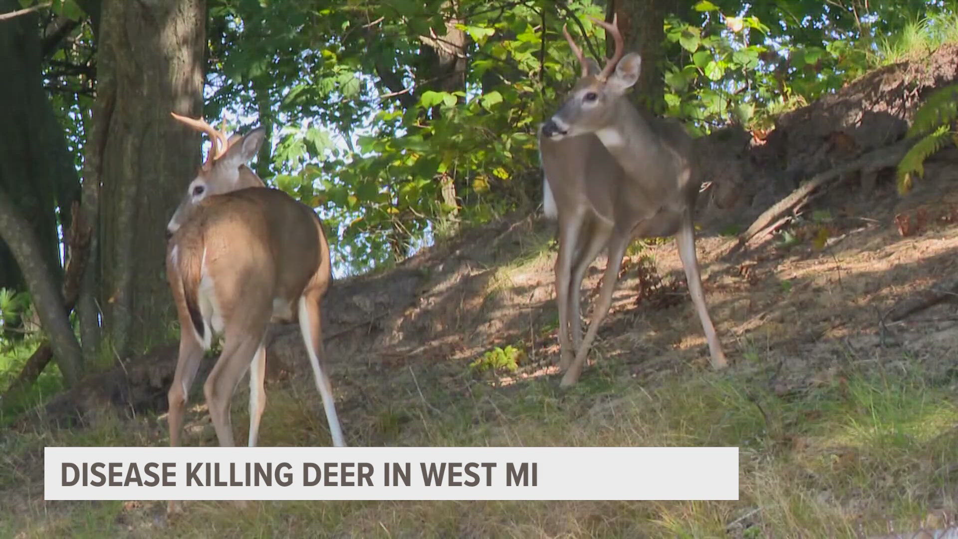 Photos of dead deer in streams have gone viral, but their deaths aren't due to hunting.